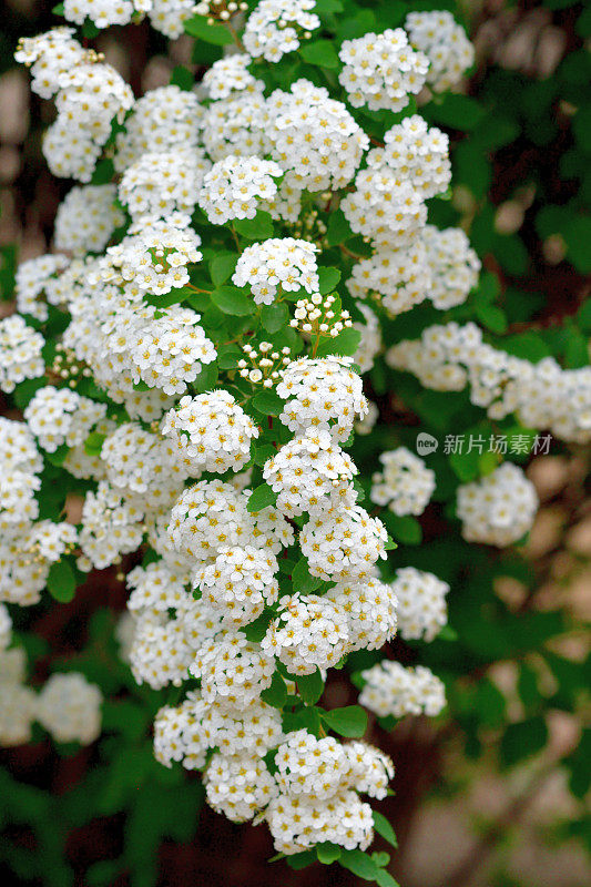 广州绣线菊/五月灌木/新娘花环绣线菊/里夫的绣线菊